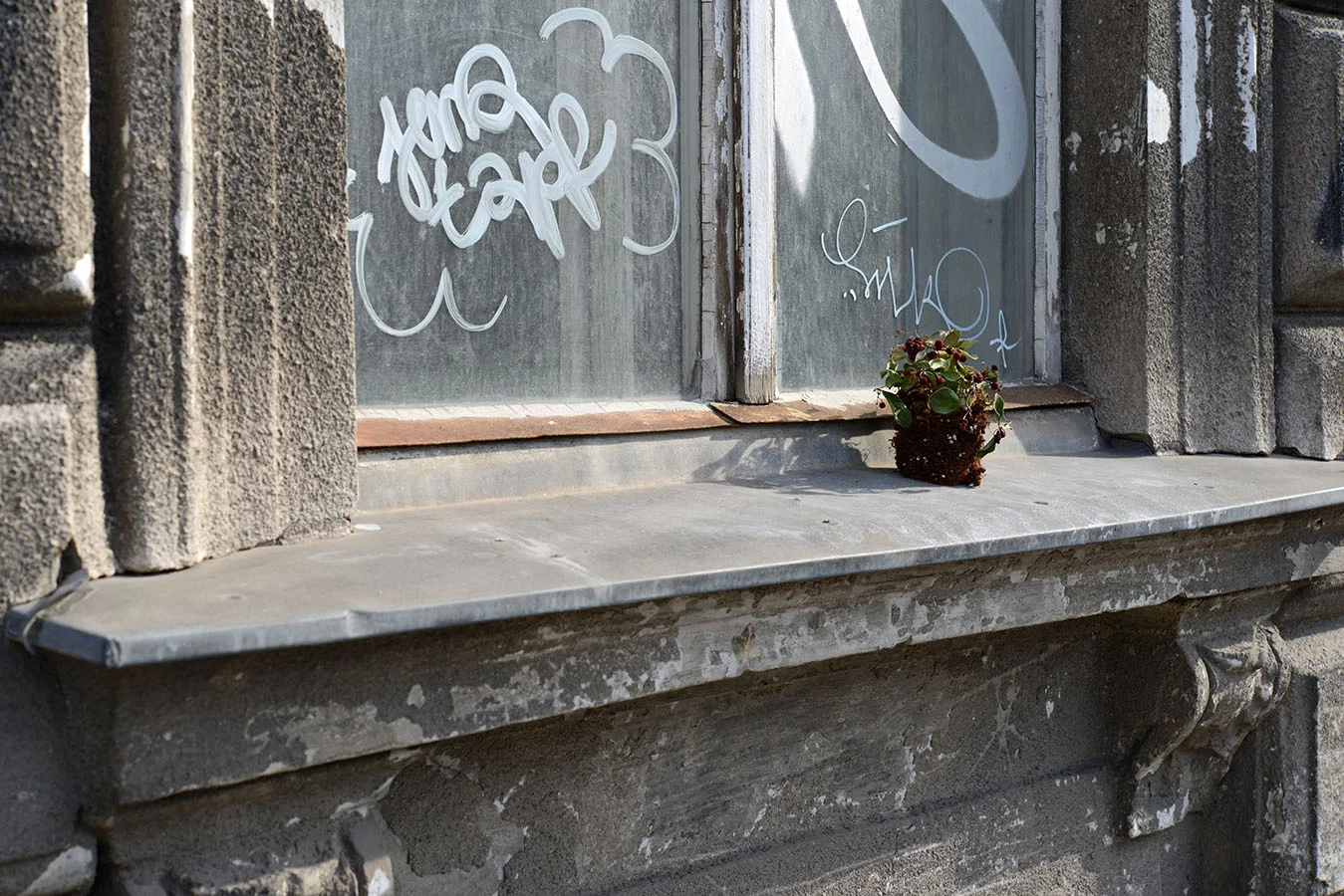  ausgesetztes Pflänzchen, topflos - Wien, Februar 2016 