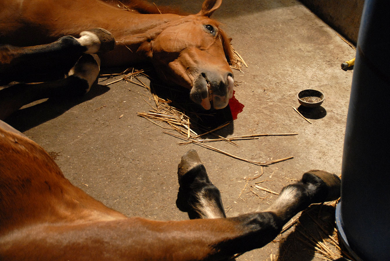 dead horses at an animal clinic - Belgium, january 2007