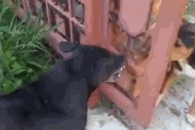 dags.gif
