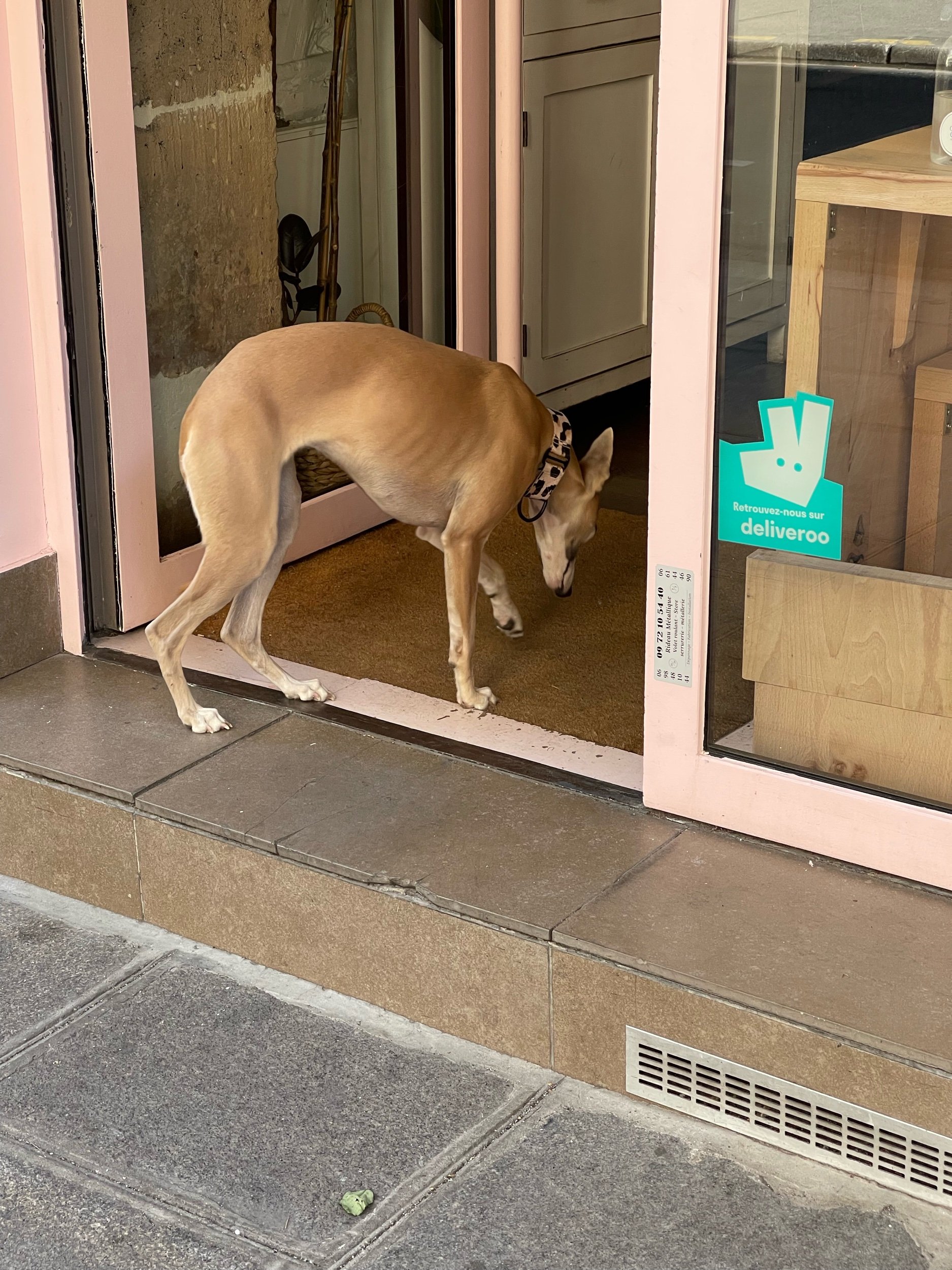 A good (but shy) dog