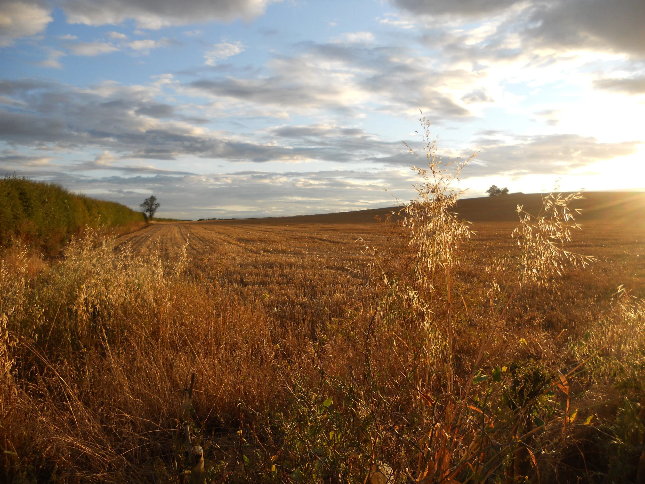 SUN SET ON OATS.JPG