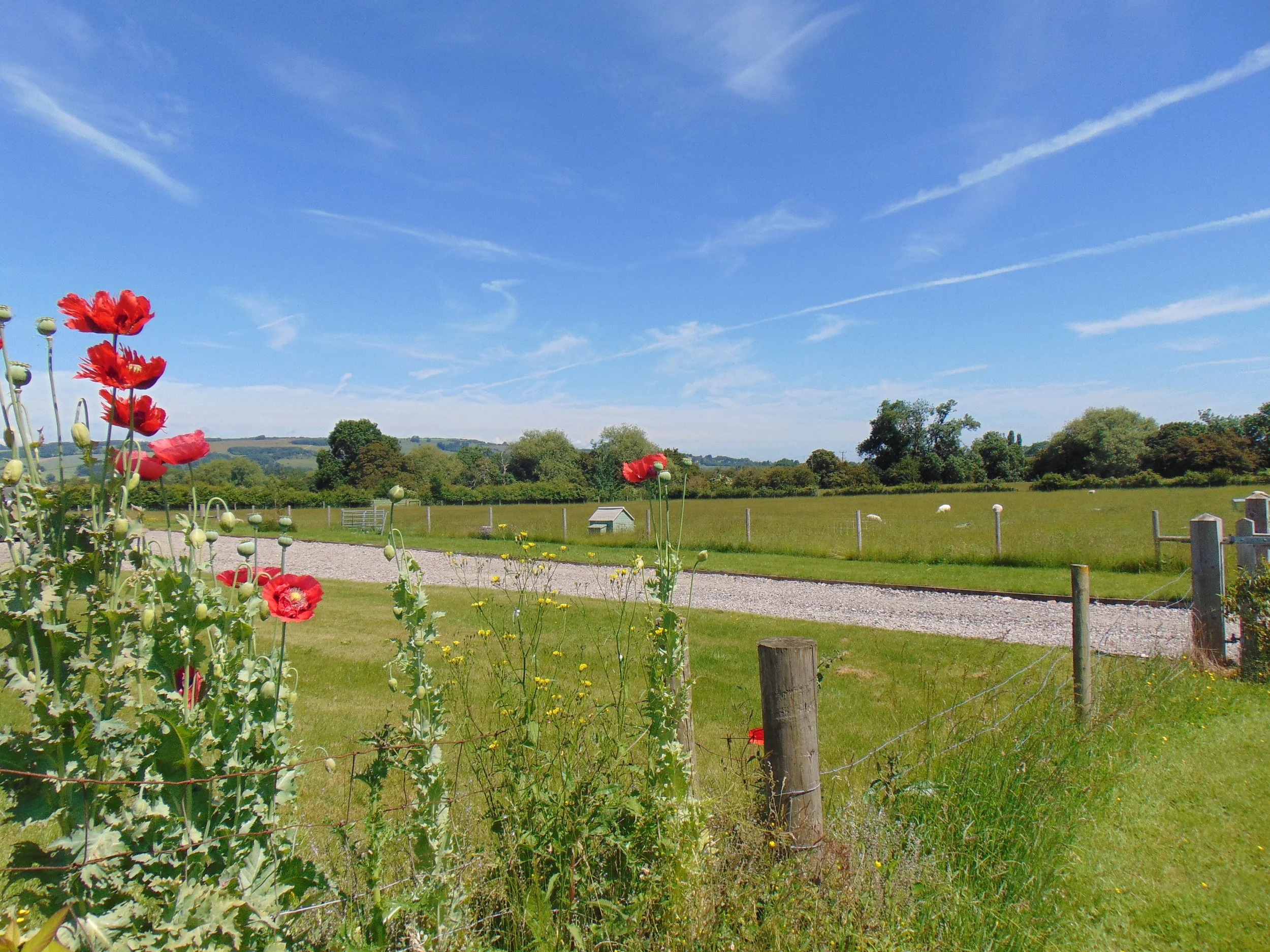 hot sunny view of front paddock.JPG