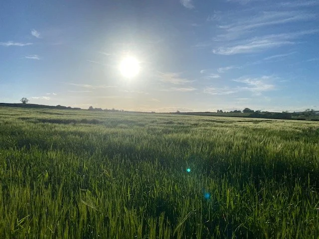 Lapwing view.jpeg