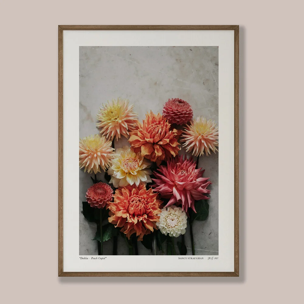 Nancy_Straughan_Photography_Prints_Dahlia.jpg