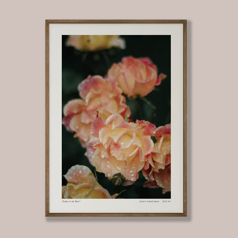 Nancy_Straughan_Photography_Prints_Roses_in_Rain.jpg
