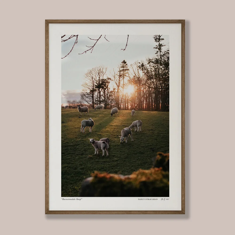 Nancy_Straughan_Photography_Prints_Sheep.jpg