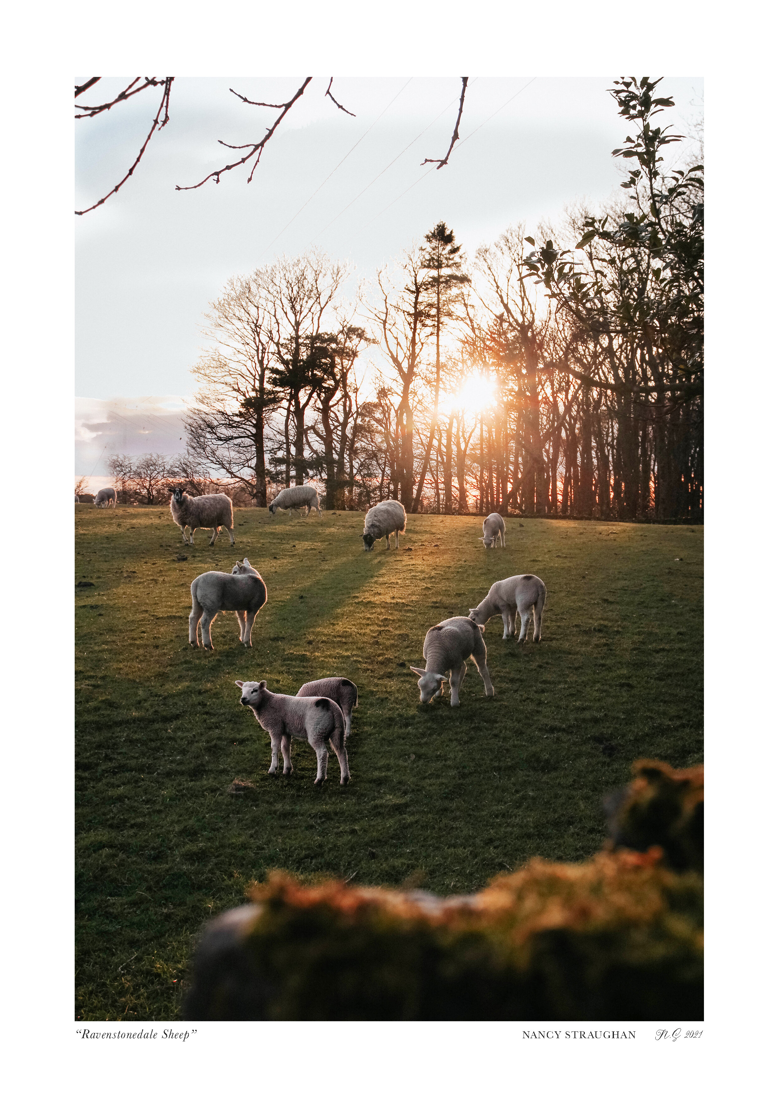 “Ravenstonedale Sheep”.jpg