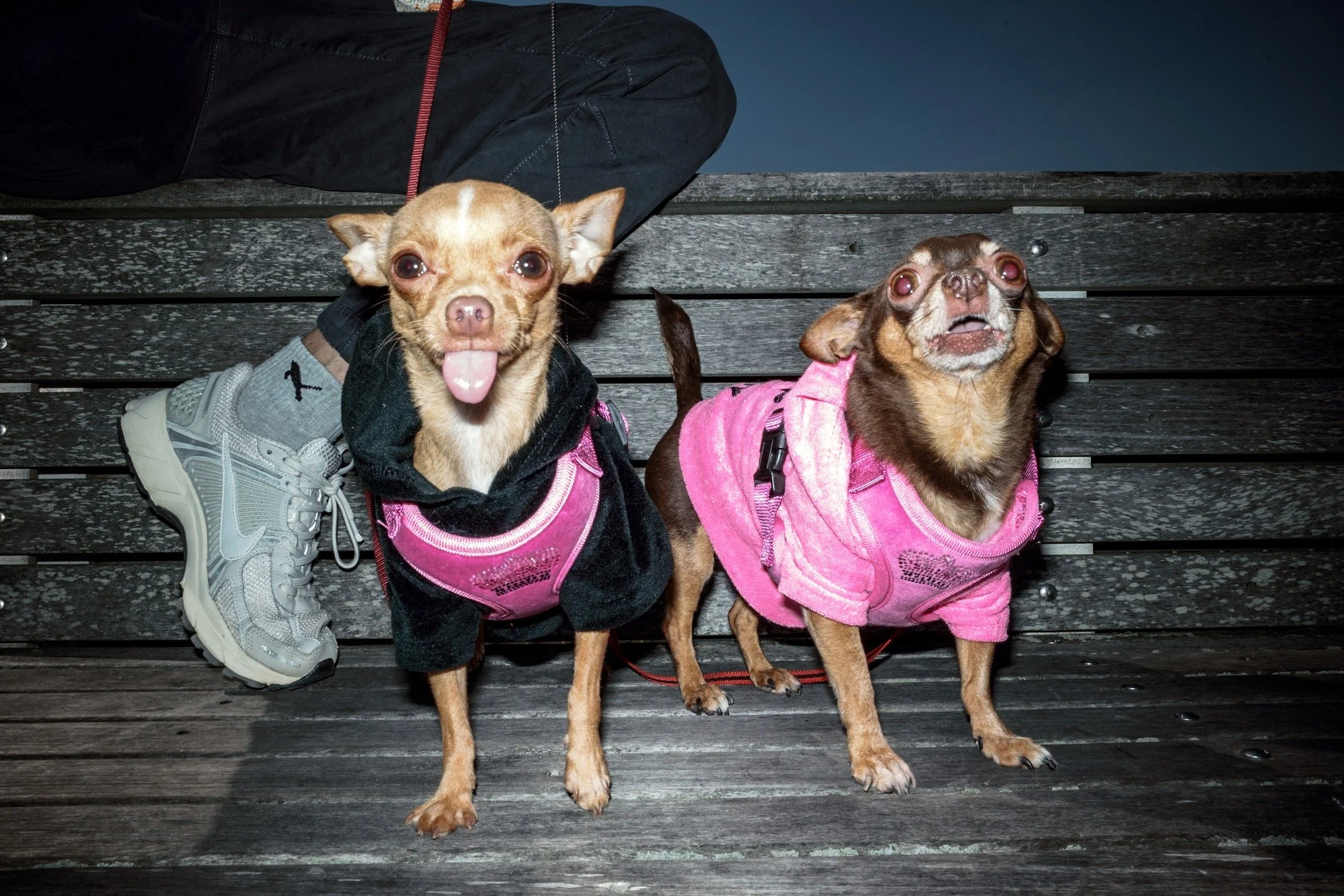 A chihuahua story in two frames

#ricohgr
#ricohgriv
#ricohgrivhdf
#womeninstreet
#ricohgrwomen
#ricohgrus
#shootgr_nyc
#capturestreets
#fromstreetswithlove
#nycstreetphography
#nycstreets
#street_macadam
#street_badass
#friendsinstreets
#nyc
#shootg
