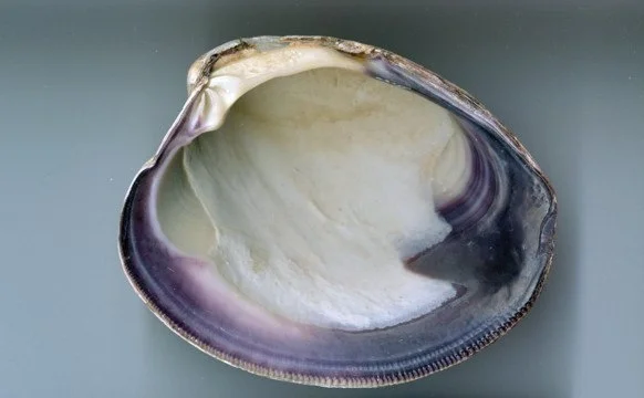 The Quahog Shell
