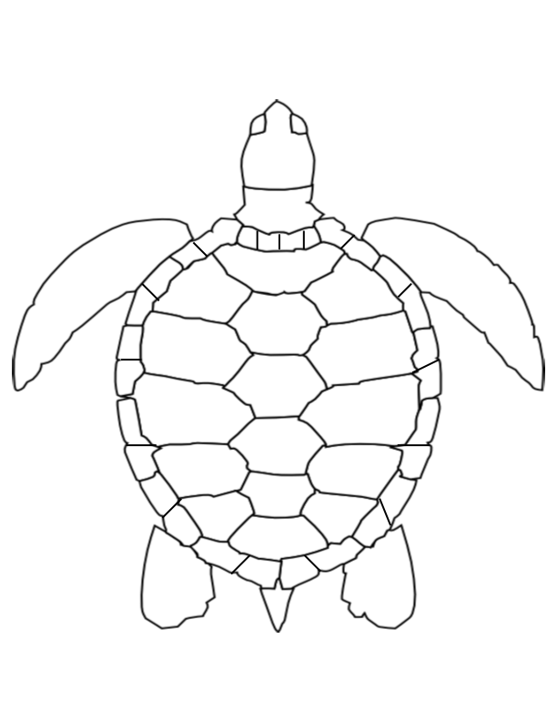TurtleShell_1.png