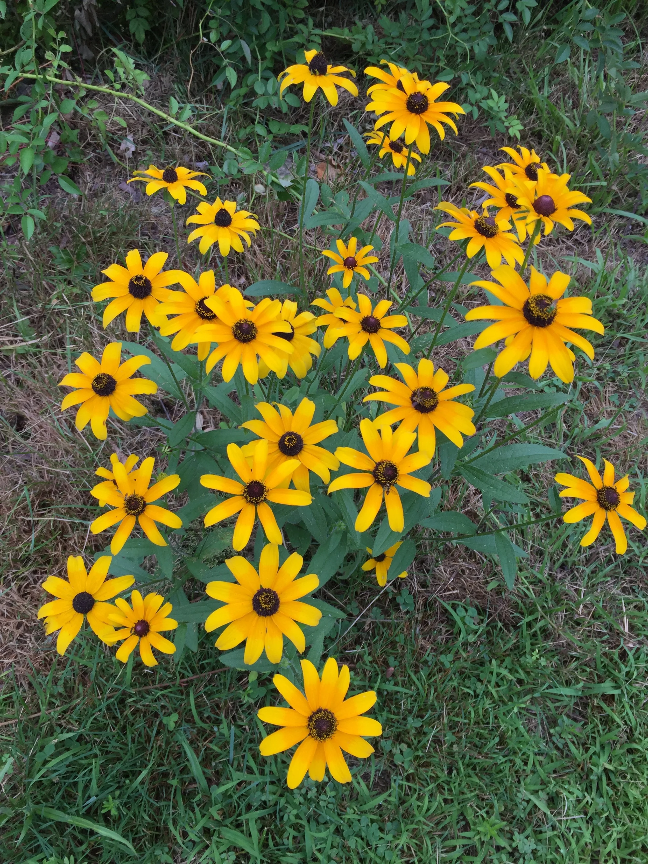 Nippaüus Pashchou (Sunflower)