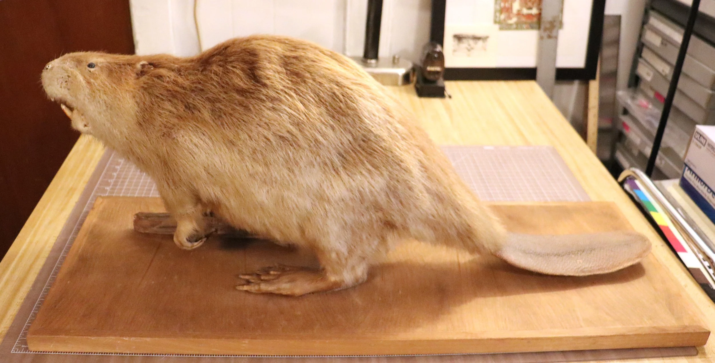 From the Archives: Tomaquag the Beaver Retires