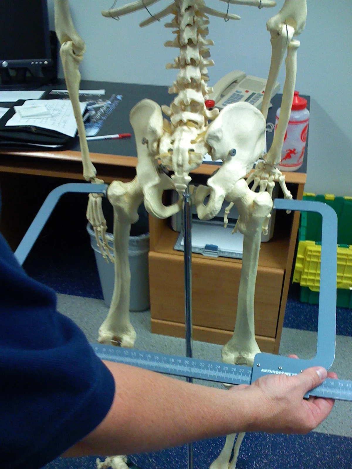 Along With A Long Trunk....