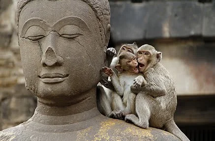 monkey mind.jpg