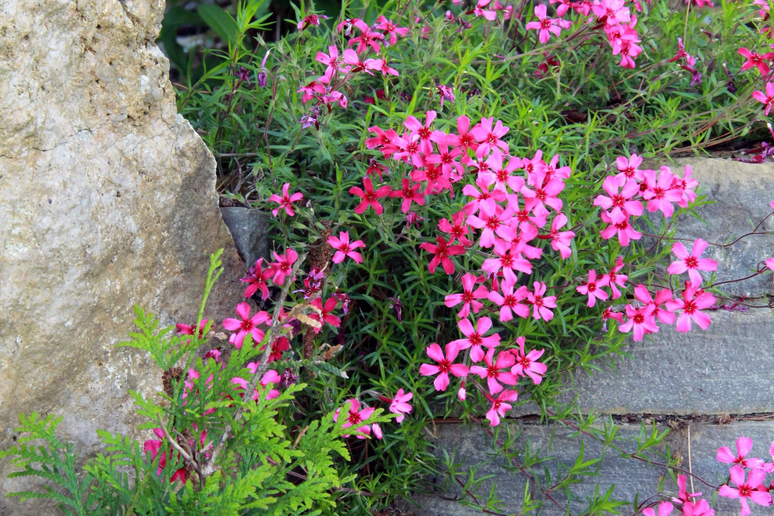 Charleston Lake - Dry laid stone _ Phlox - Copy.jpg