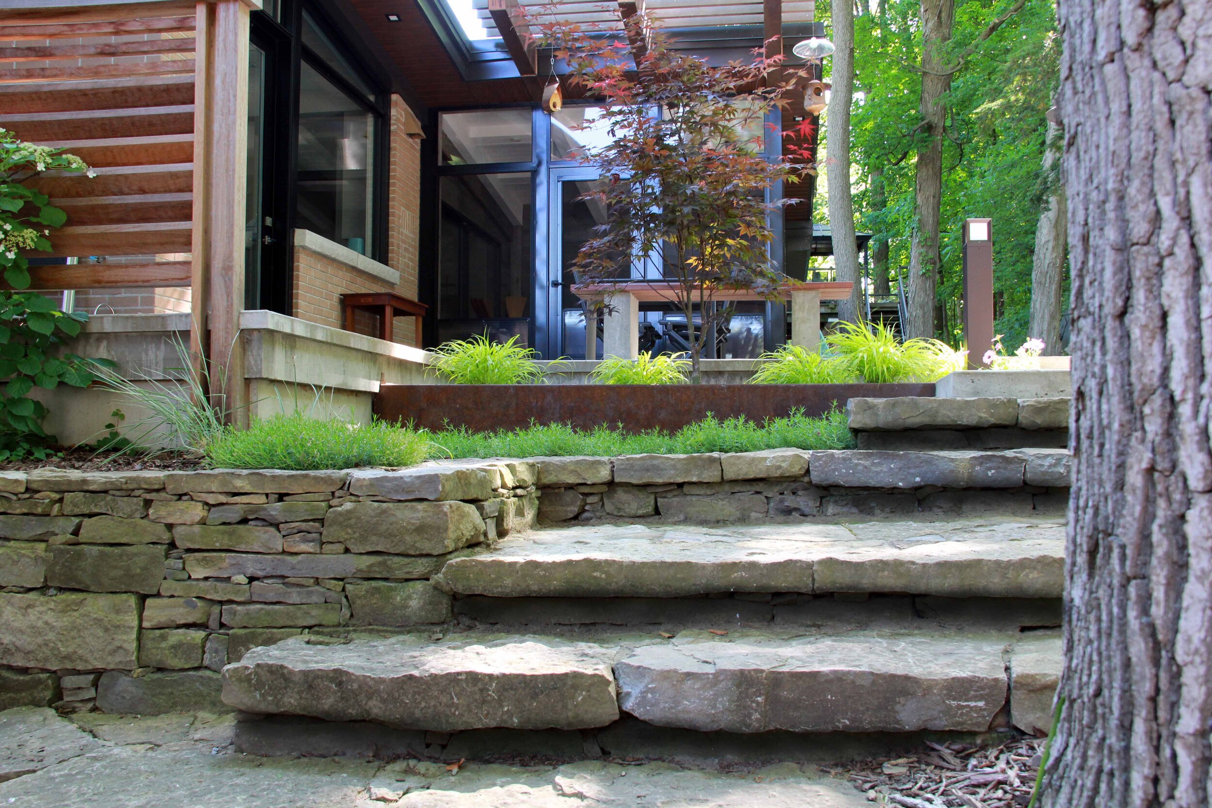 Natural stone steps-Dry laid stone-Mid Century Modern- creeper-Landscape Gardening-Hardscaping-Corten Steel-privacy screen-Japanese Maple.jpg