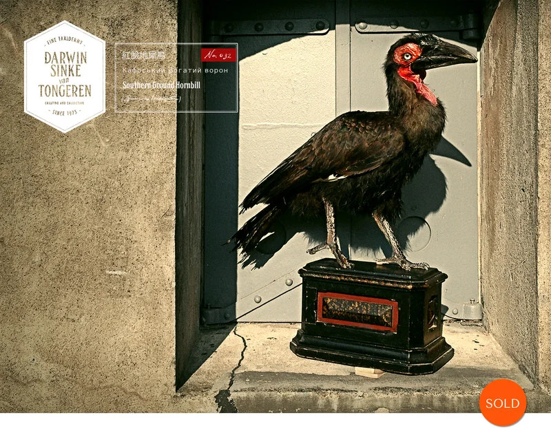Hornbill-DSVT-2-Sold.jpg