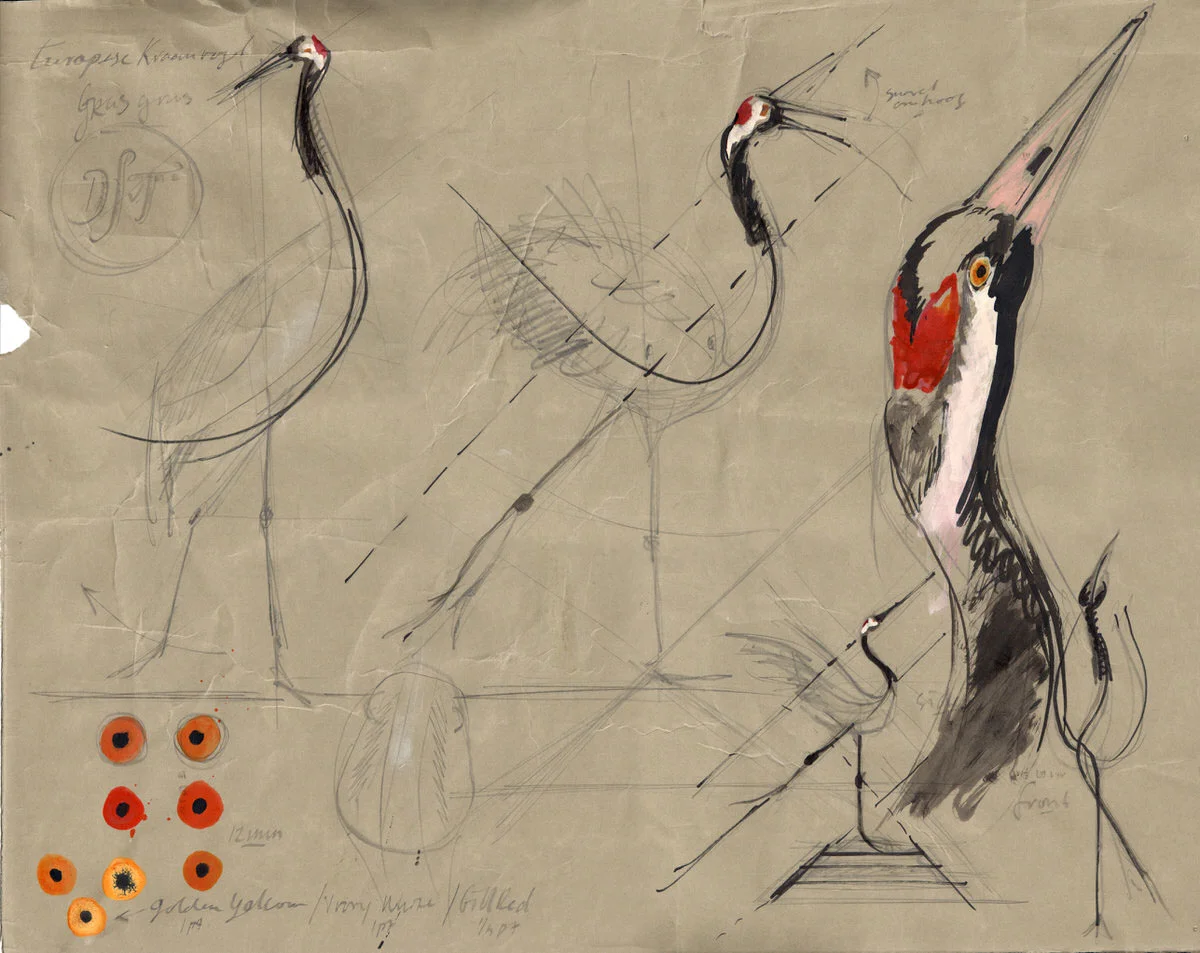 Crane-Study.jpg
