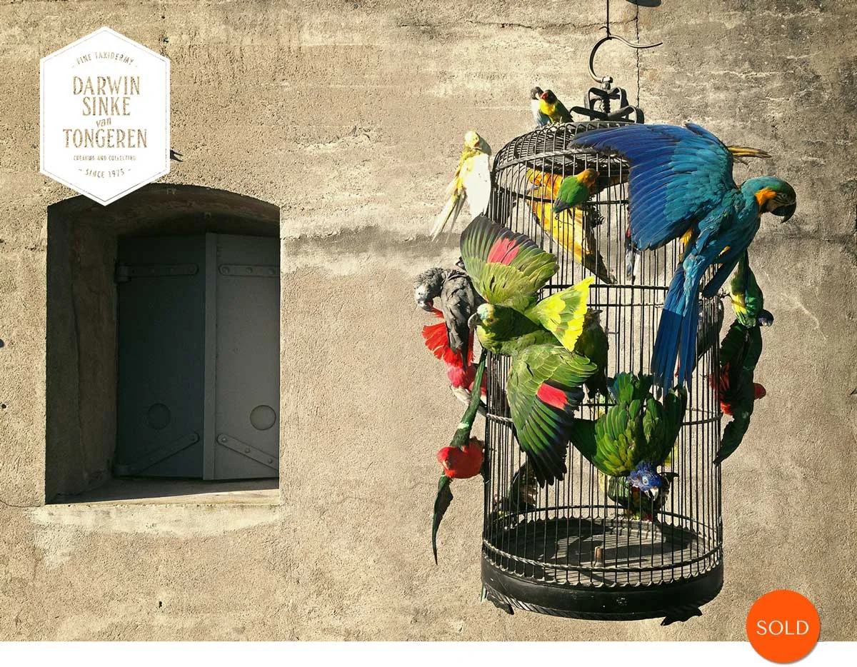 Macaw-Cage-DSVT.jpg