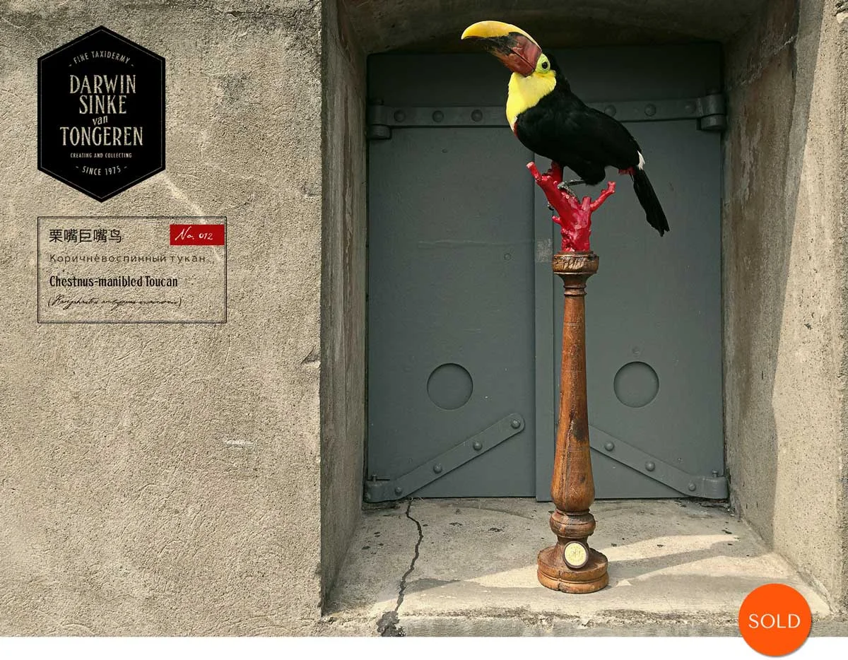 Swaison-Tucan-1-Sold.jpg