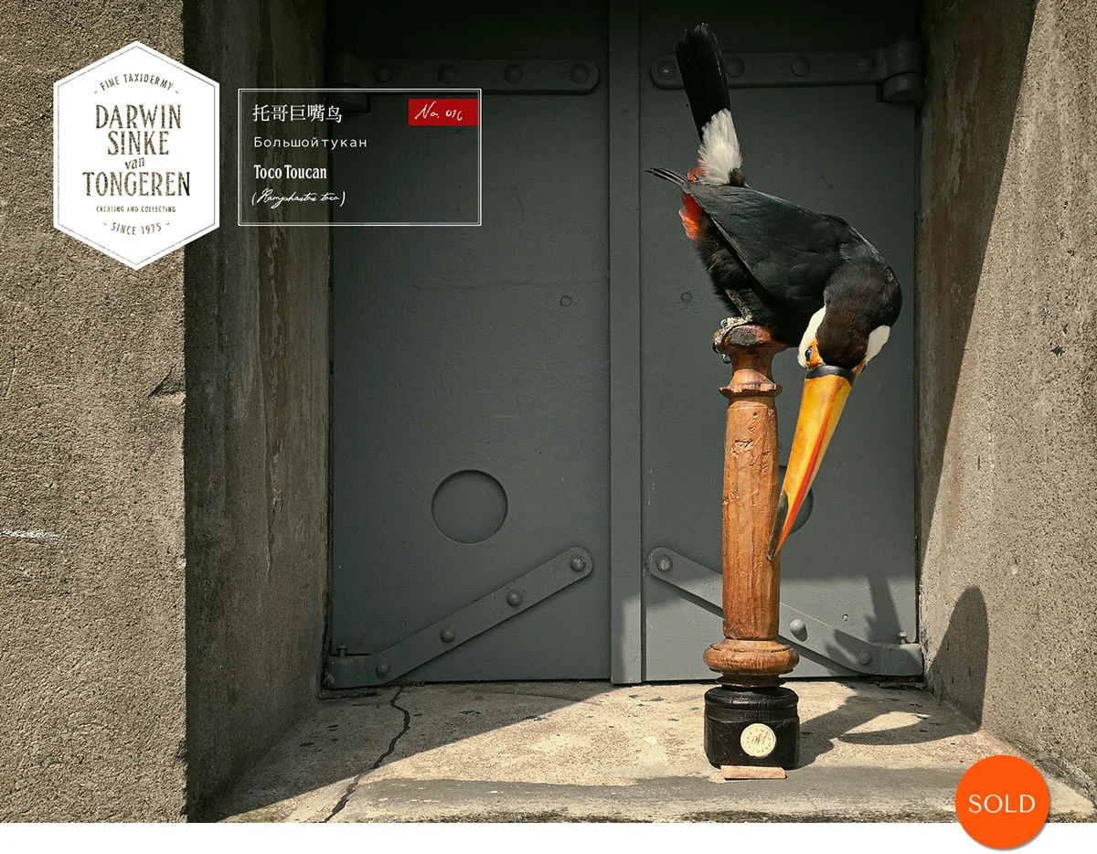 Toc-_toucan.jpg
