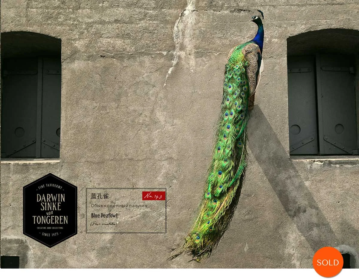 Peacock-Sold.jpg