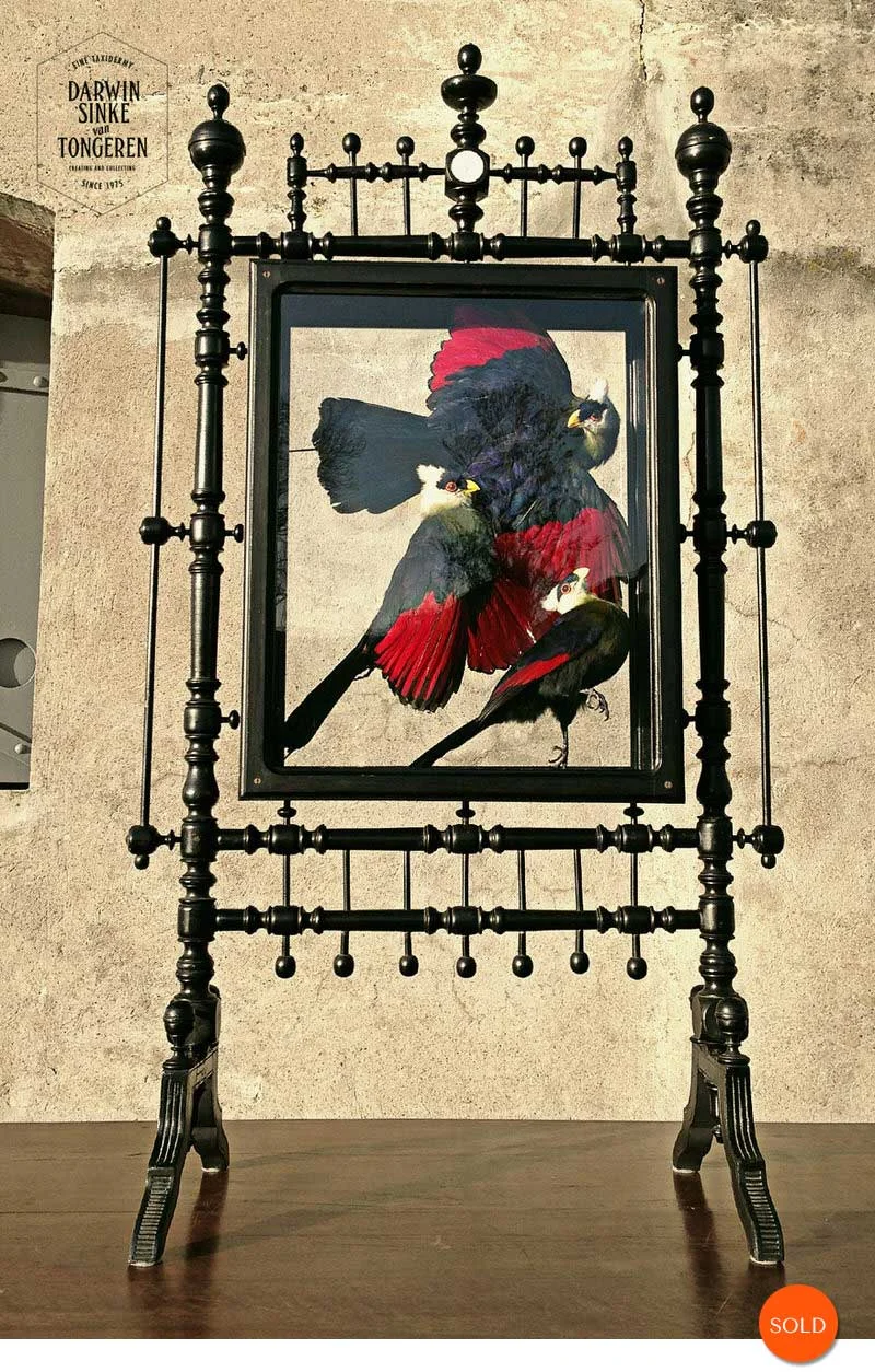 Turaco-Screen_2.jpg