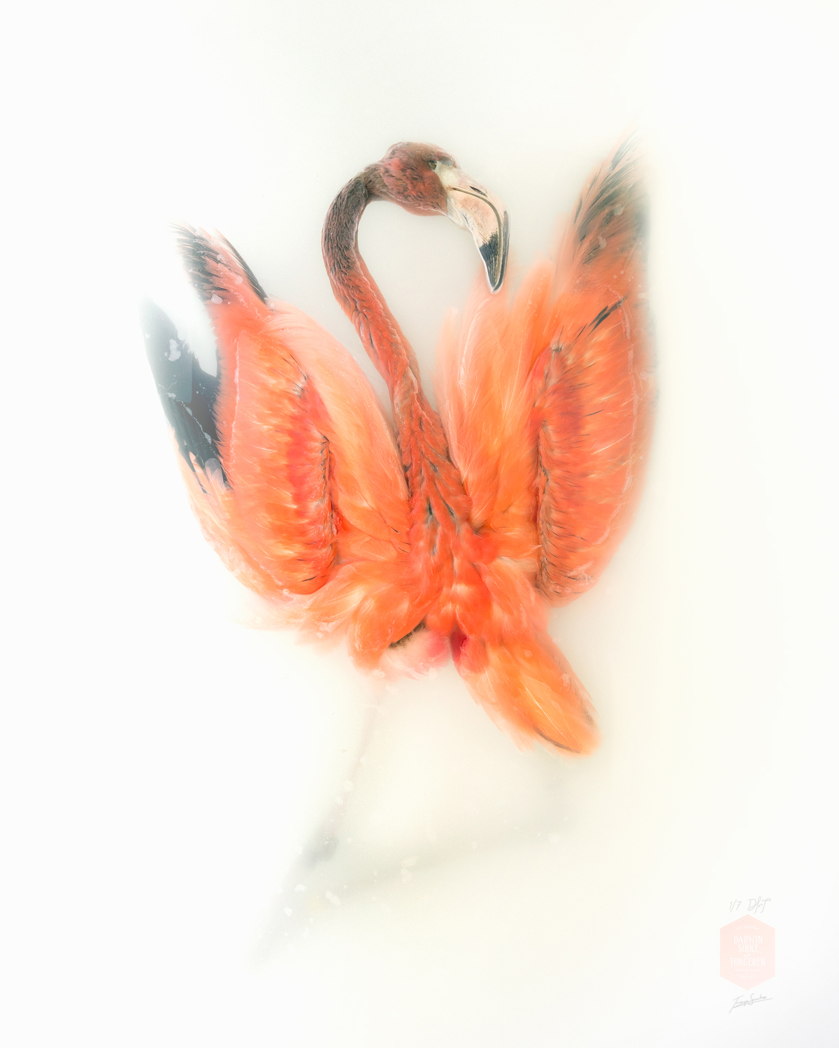 Flamingo-Stapr.jpg