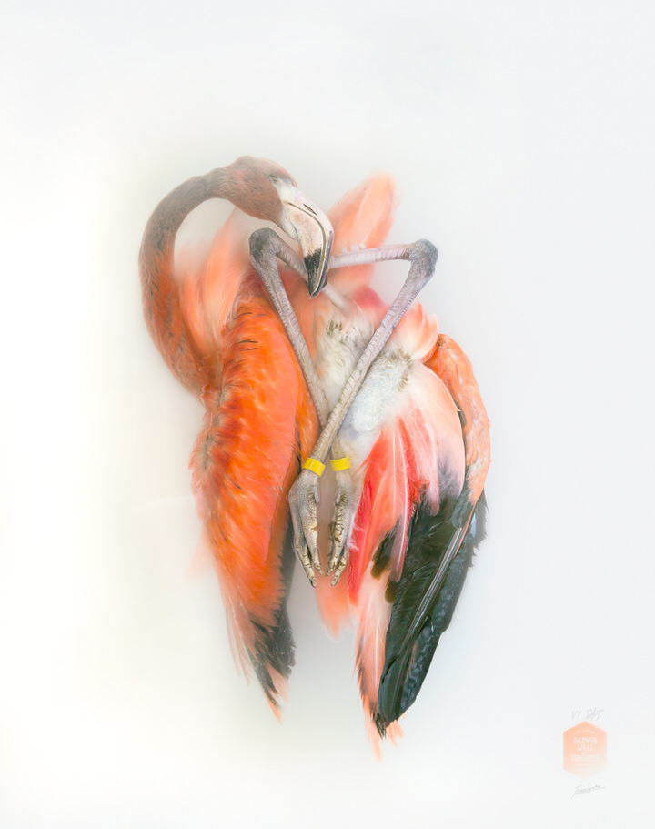 fig_V_Aves-Oxi-Action-Flamingo-II.jpg