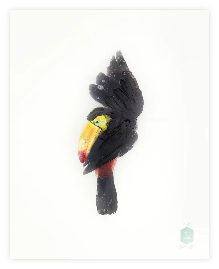 DSvT-90x113-Tucan.jpg