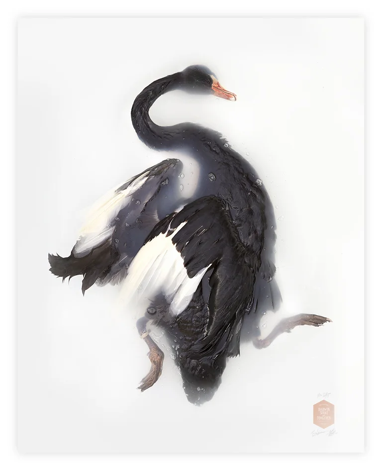 DSvT-90x113-Black-Swan.jpg