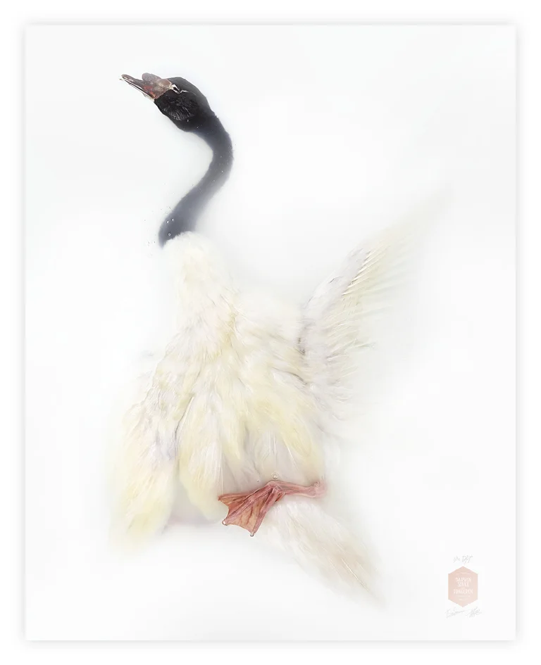 DSvT-90x113-Blacknecked-Swan.jpg