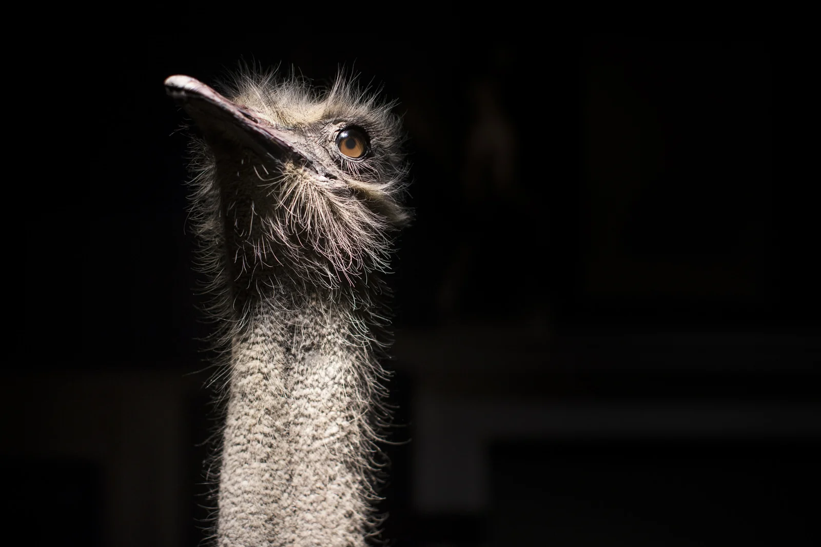 DARWINSINKEVANTONGEREN 068.JPG