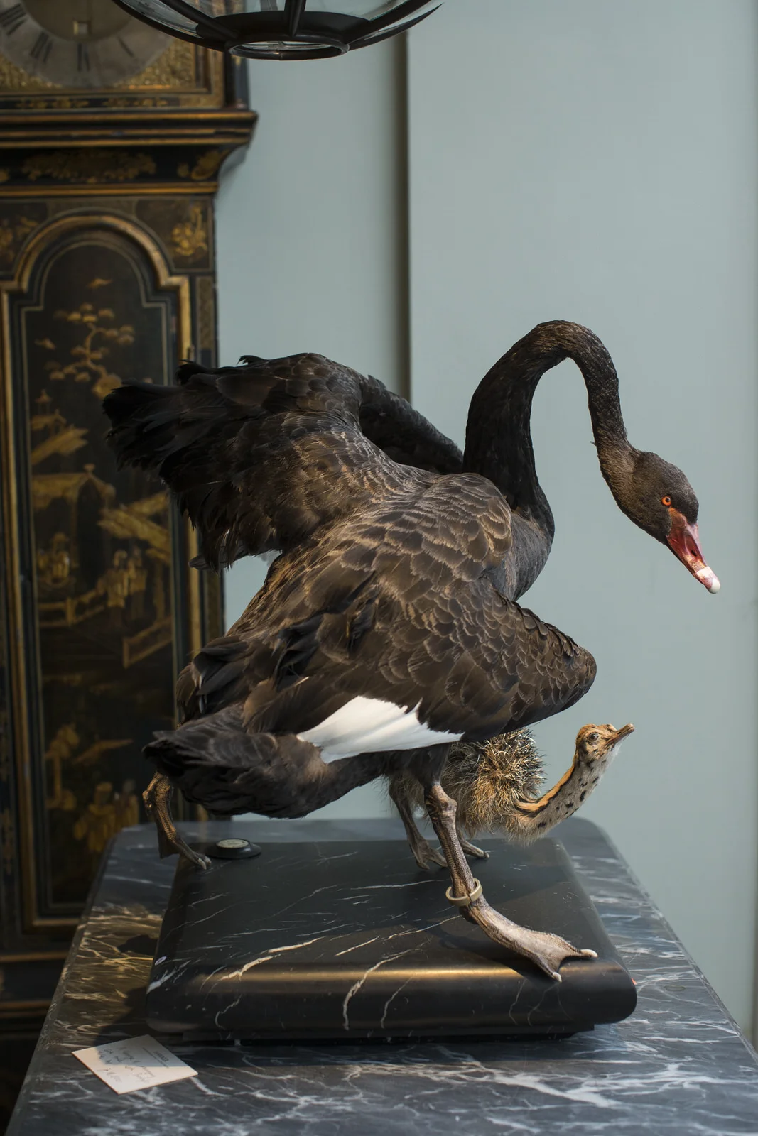 DARWINSINKEVANTONGEREN 066.JPG