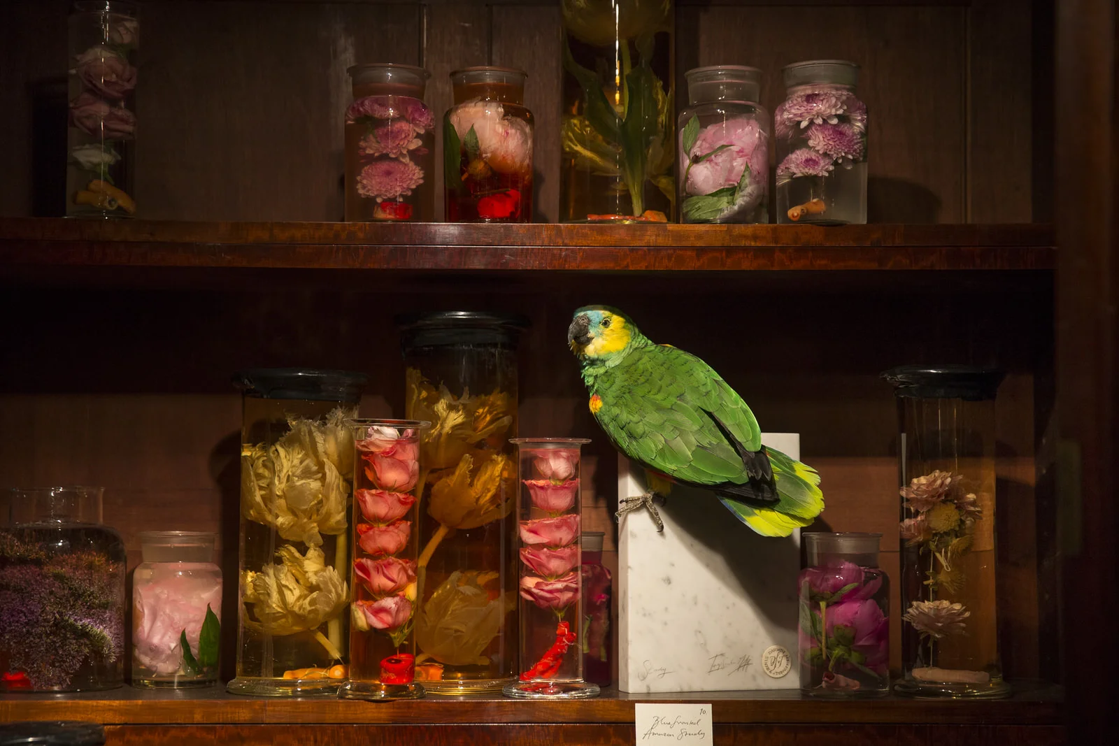 DARWINSINKEVANTONGEREN 062.JPG