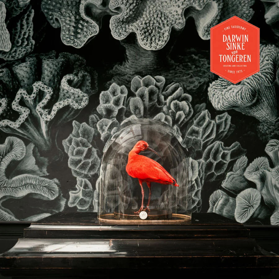 DSvT-Scarlet-Ibis-02.jpg