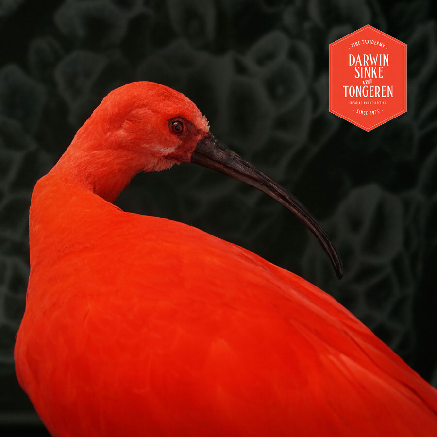 DSvT-Scarlet-Ibis-05.jpg