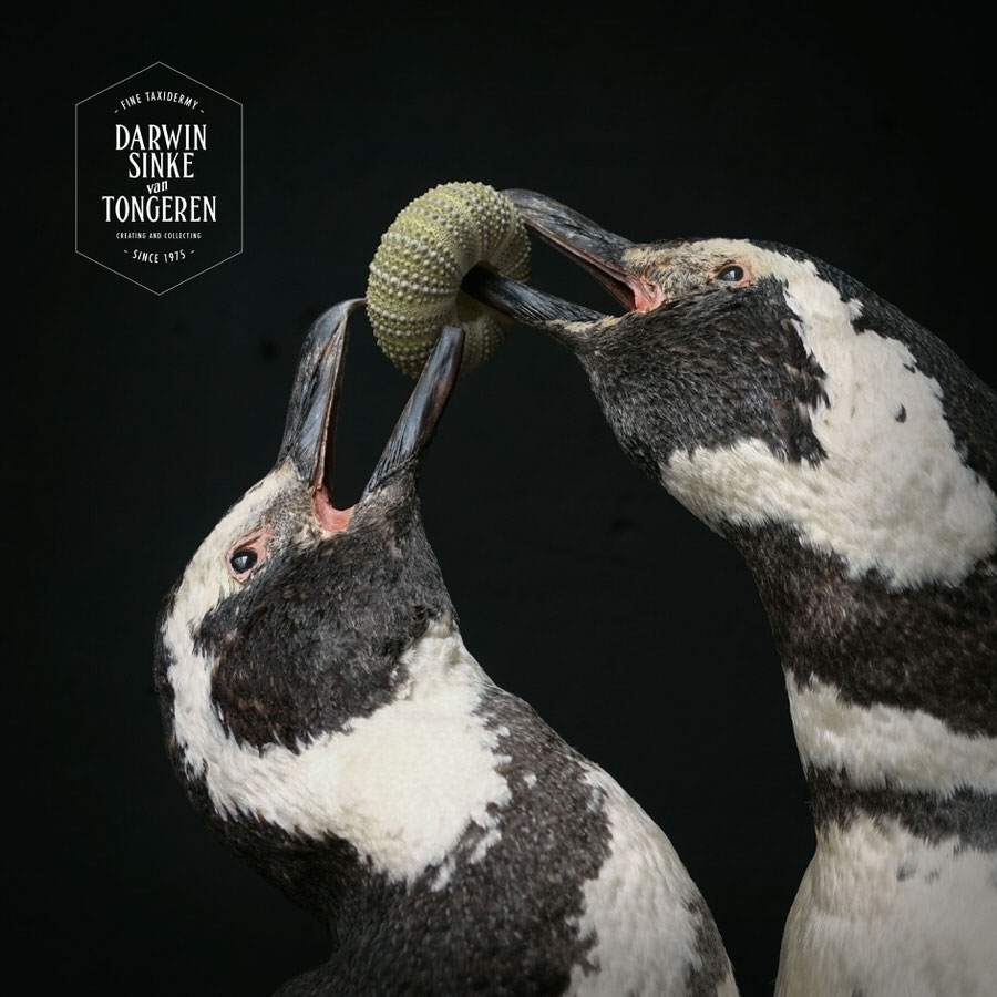 DSvT-Penguins-01.jpg