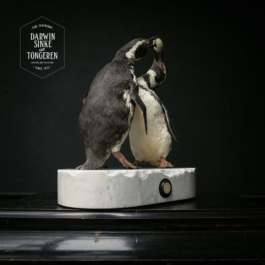 DSvT-Penguins-03.jpg