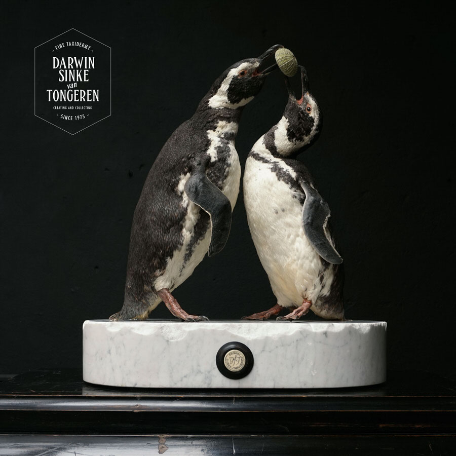 DSvT-Penguins-07.jpg