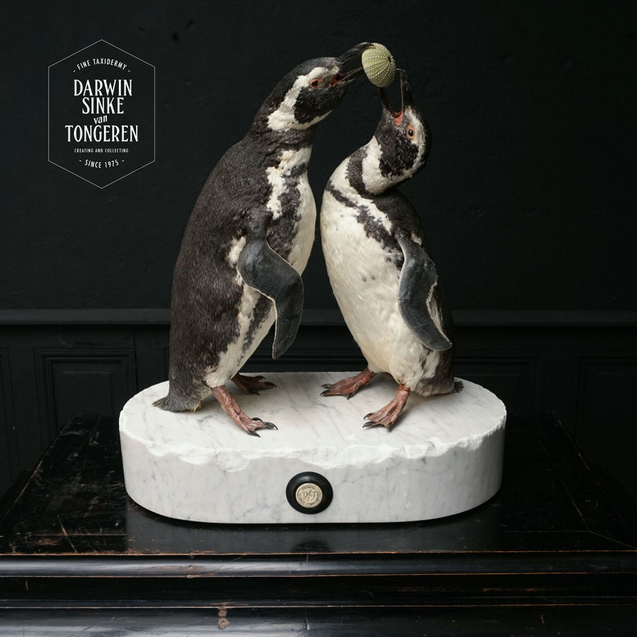 DSvT-Penguins-08.jpg