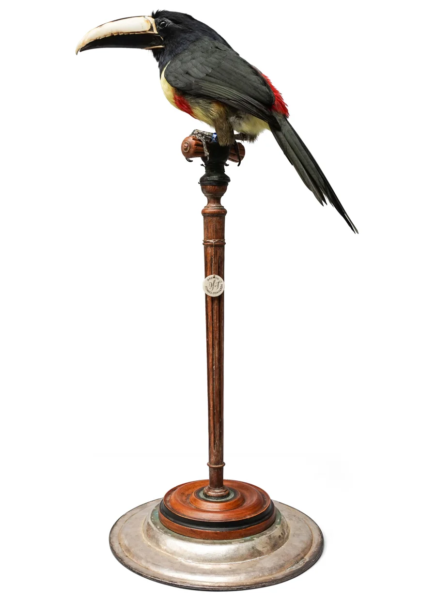 DSvT-Aracari-CLIP-900.jpg