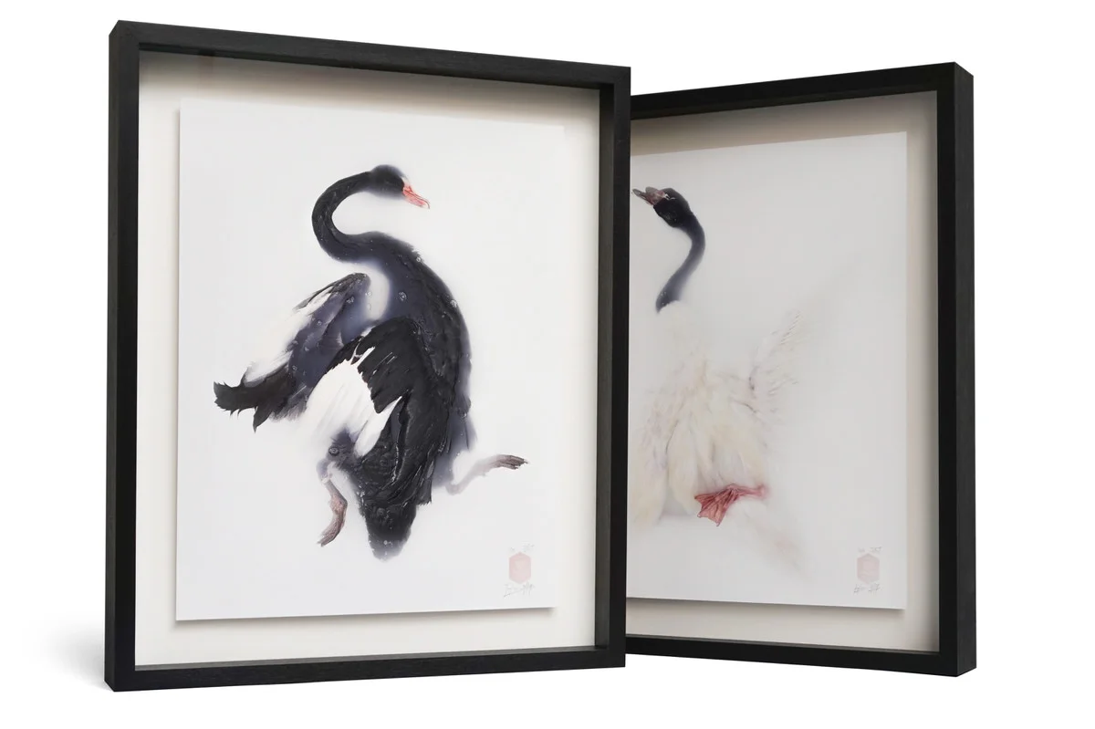 Frames-Total-White.jpg