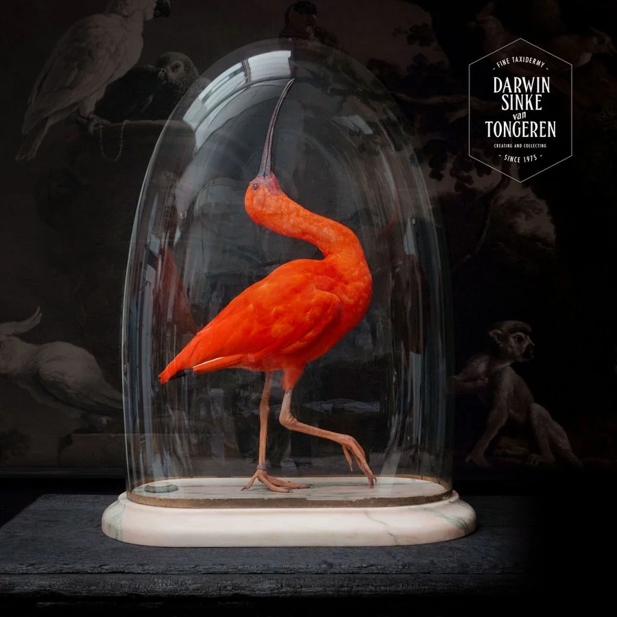 DSvT-Scarlet-Ibis-Square-06.jpg
