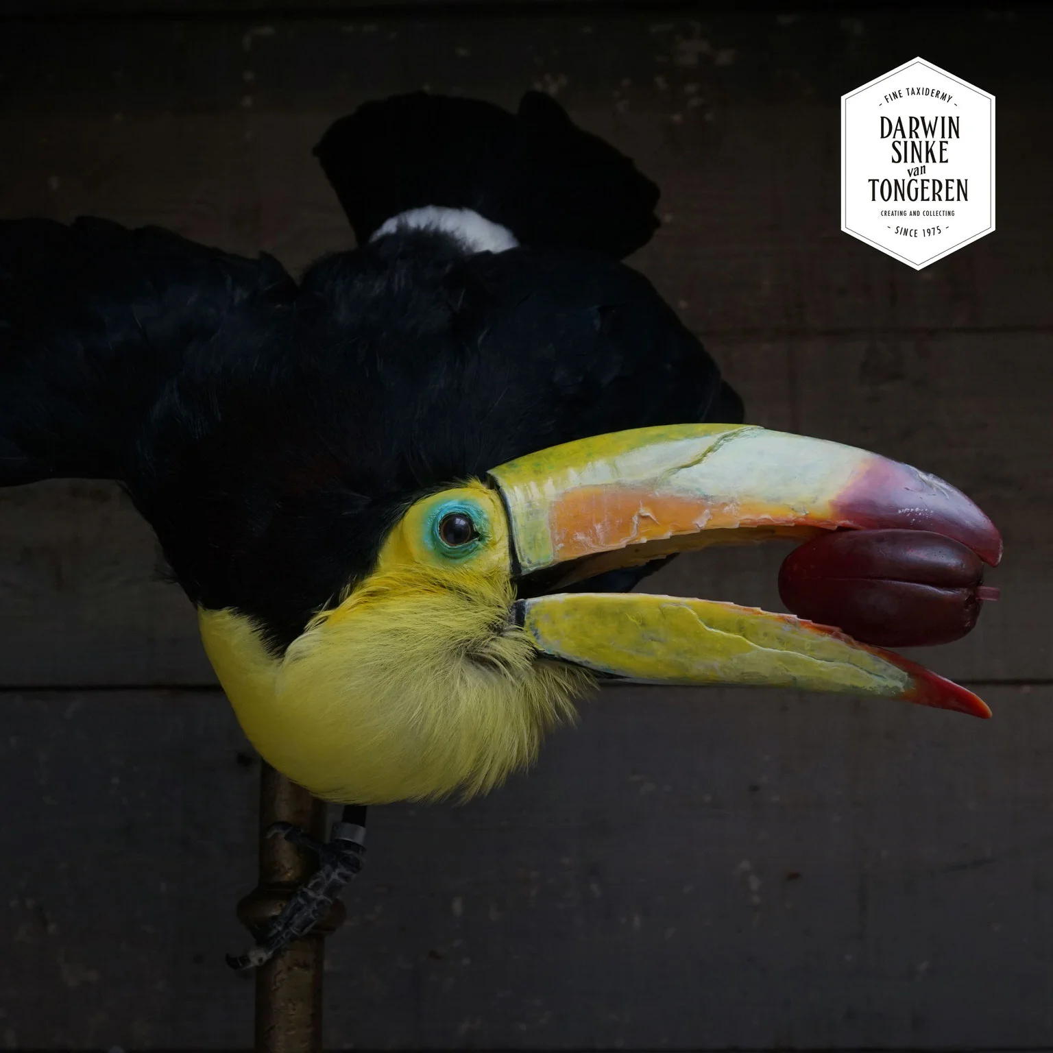 DSvT-Toucan-03.jpg
