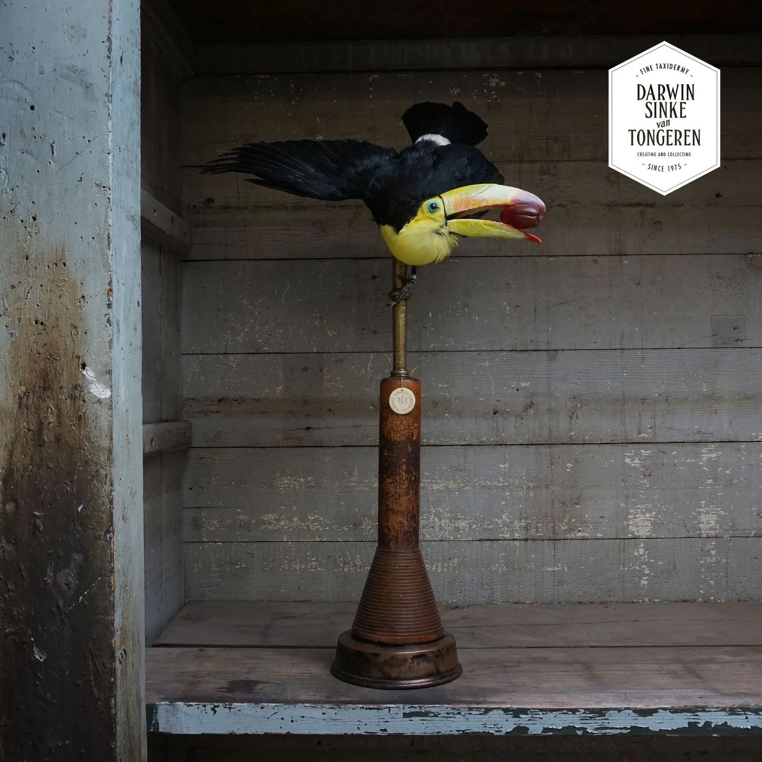 DSvT-Toucan-01.jpg
