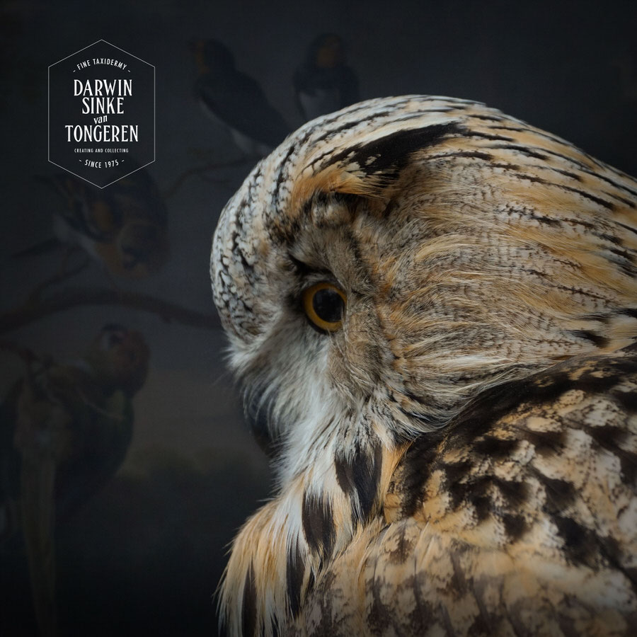 DSvT-Syberian-Eagle-Owl-13.jpg