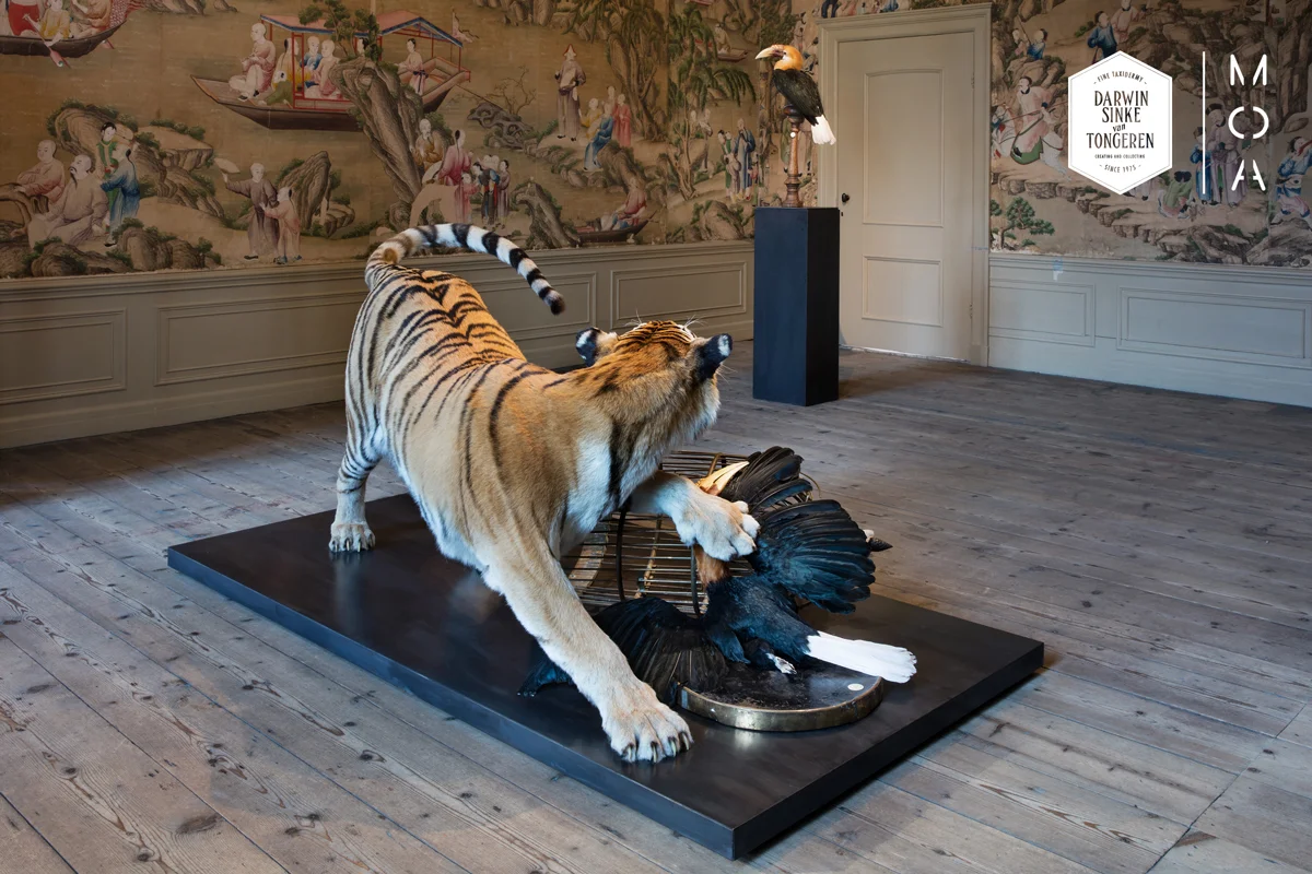 MOA-Amur-Tiger-Fine-Taxidermy.jpg