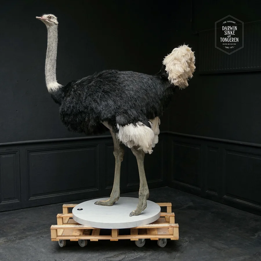 DSvT-Ostrich-Commission-01-b.jpg
