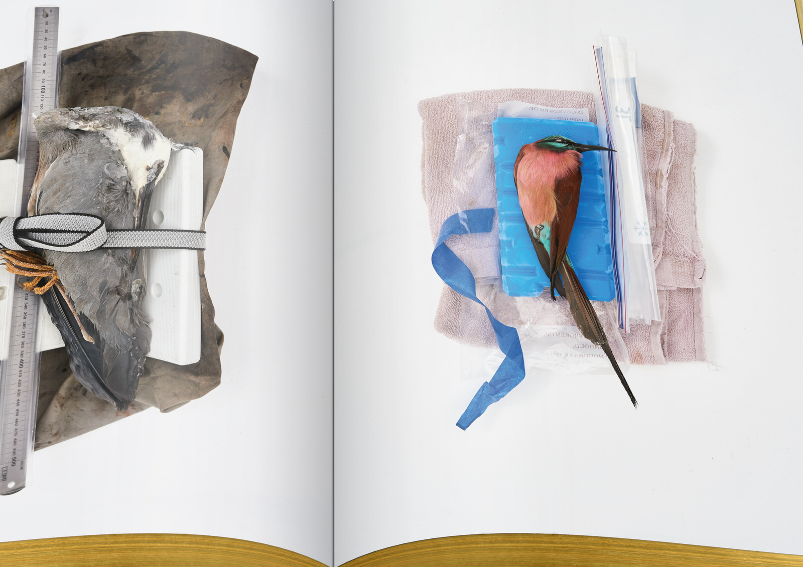 010-DSvT-Our-First-Book-Detail-Frozen-Birds.jpg